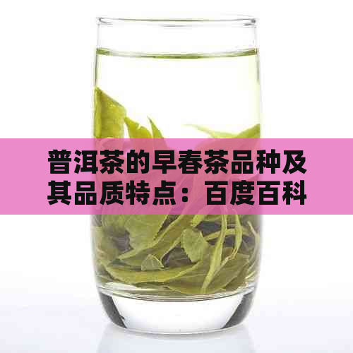 普洱茶的早春茶品种及其品质特点：百度百科详解