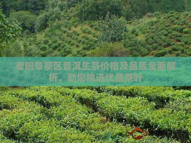 老班章茶区普洱生茶价格及品质全面解析，助您挑选优质茶叶