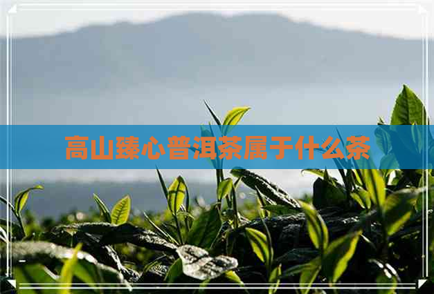 高山臻心普洱茶属于什么茶