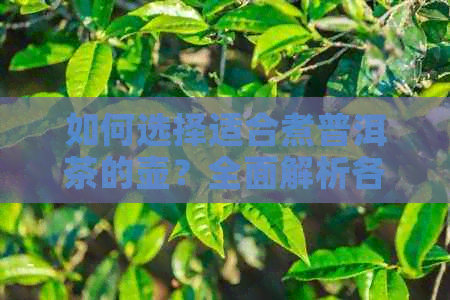 如何选择适合煮普洱茶的壶？全面解析各种材质壶的特点与使用建议