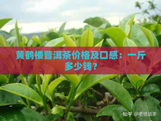 黄鹤楼普洱茶价格及口感：一斤多少钱？