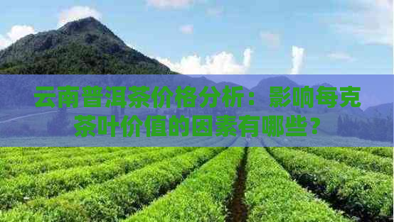 云南普洱茶价格分析：影响每克茶叶价值的因素有哪些？