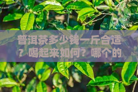 普洱茶多少钱一斤合适？喝起来如何？哪个的比较好？请分享您的经验。