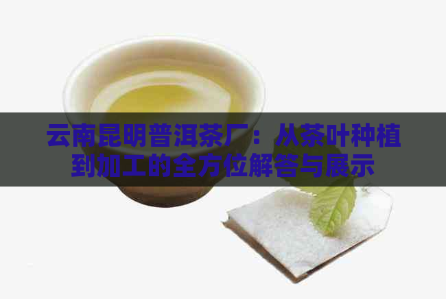 云南昆明普洱茶厂：从茶叶种植到加工的全方位解答与展示