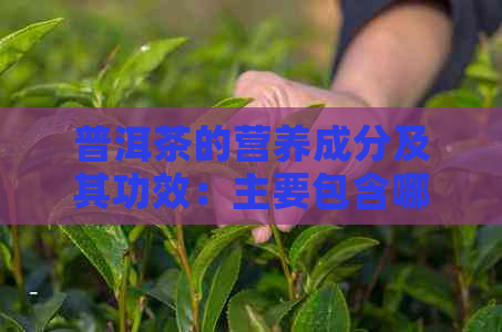 普洱茶的营养成分及其功效：主要包含哪些成分？