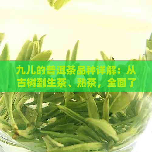 九儿的普洱茶品种详解：从古树到生茶、熟茶，全面了解普洱茶的分类与特点