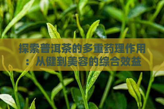 探索普洱茶的多重药理作用：从健到美容的综合效益