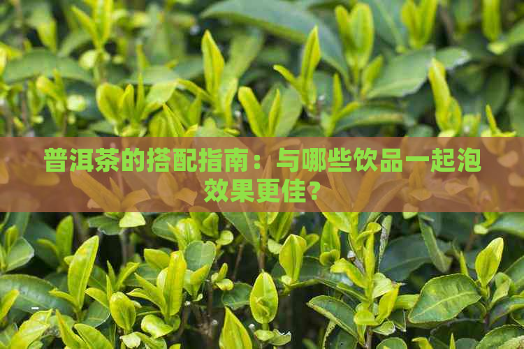 普洱茶的搭配指南：与哪些饮品一起泡效果更佳？