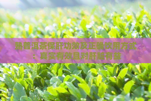 熟普洱茶保肝功效及正确饮用方式：真实有效且对肝脏有益