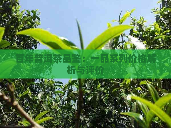 百年普洱茶品鉴：一品系列价格解析与评价