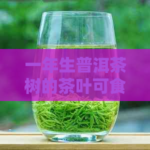 一年生普洱茶树的茶叶可食用性及安全性探讨