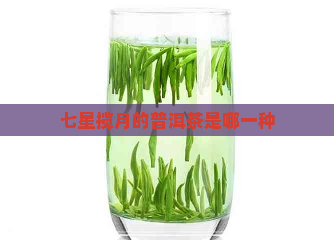 七星揽月的普洱茶是哪一种