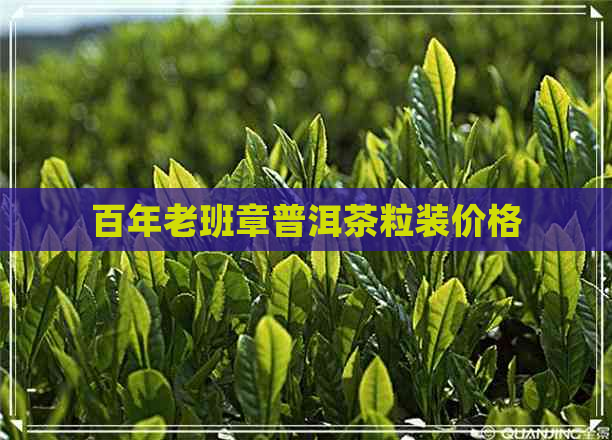 百年老班章普洱茶粒装价格