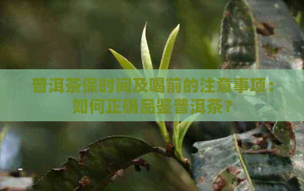 普洱茶保时间及喝前的注意事项：如何正确品鉴普洱茶？