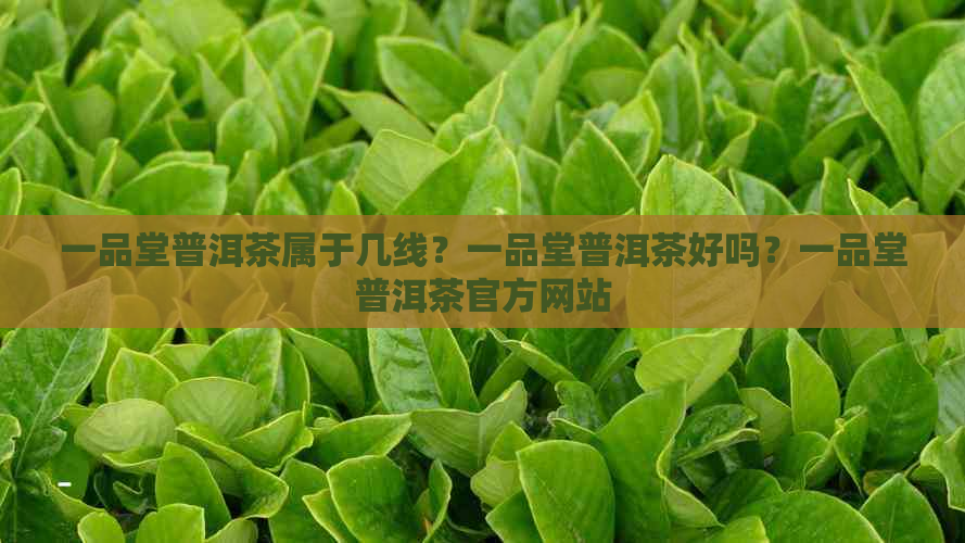 一品堂普洱茶属于几线？一品堂普洱茶好吗？一品堂普洱茶官方网站