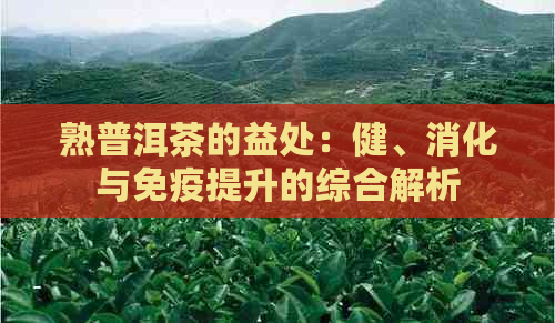 熟普洱茶的益处：健、消化与免疫提升的综合解析