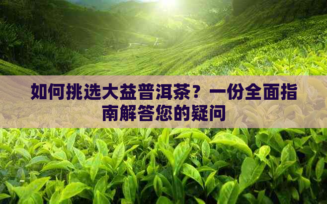 如何挑选大益普洱茶？一份全面指南解答您的疑问