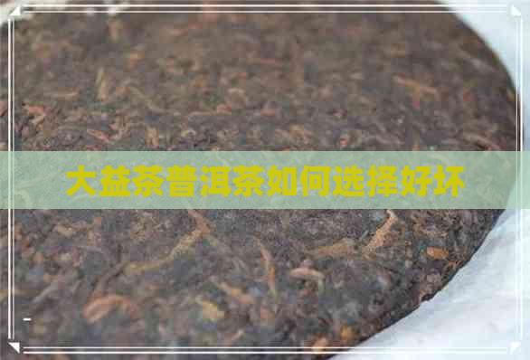 大益茶普洱茶如何选择好坏