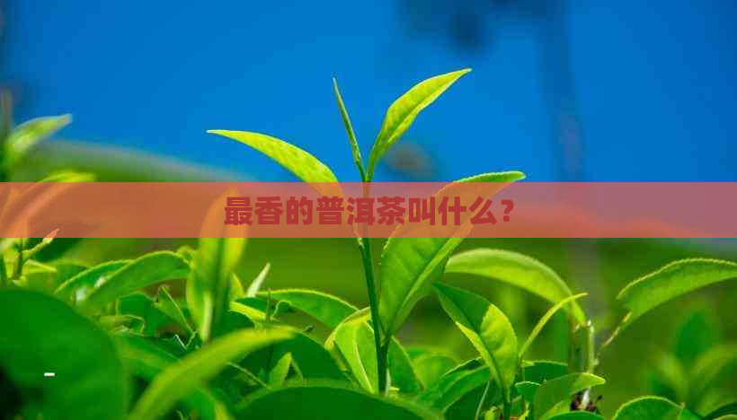 最香的普洱茶叫什么？