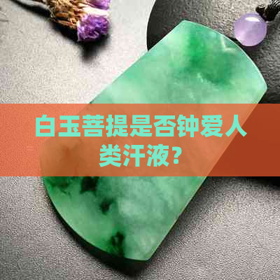 白玉菩提是否钟爱人类汗液？