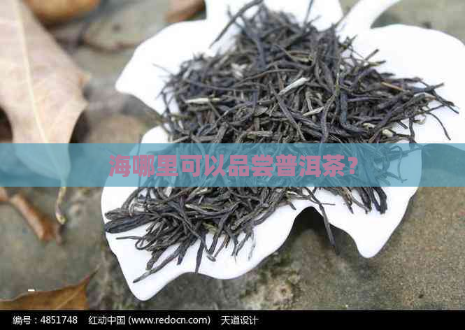 海哪里可以品尝普洱茶？