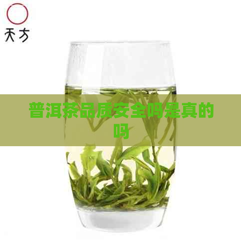 普洱茶品质安全吗是真的吗