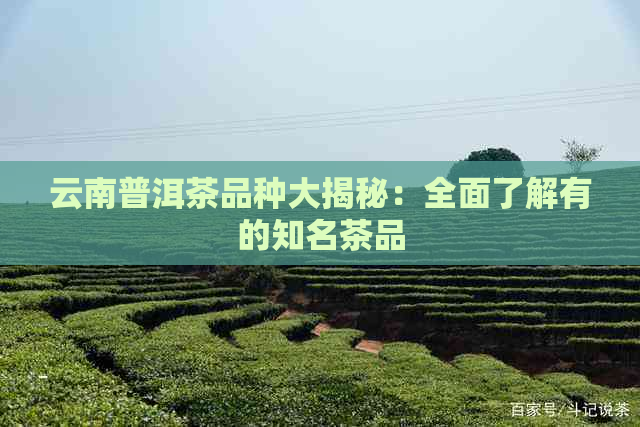 云南普洱茶品种大揭秘：全面了解有的知名茶品