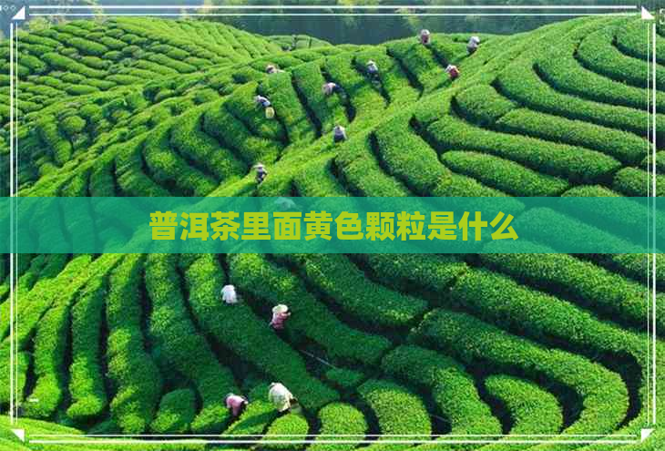 普洱茶里面黄色颗粒是什么