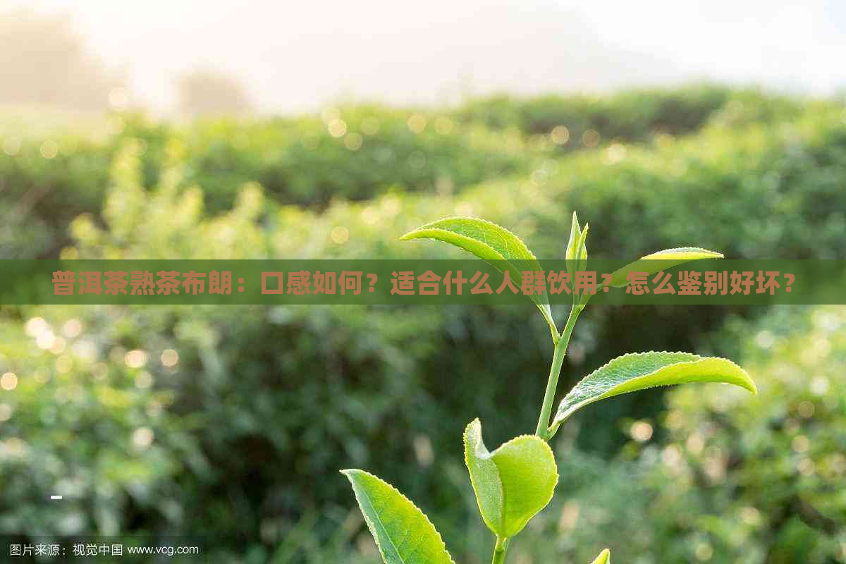 普洱茶熟茶布朗：口感如何？适合什么人群饮用？怎么鉴别好坏？