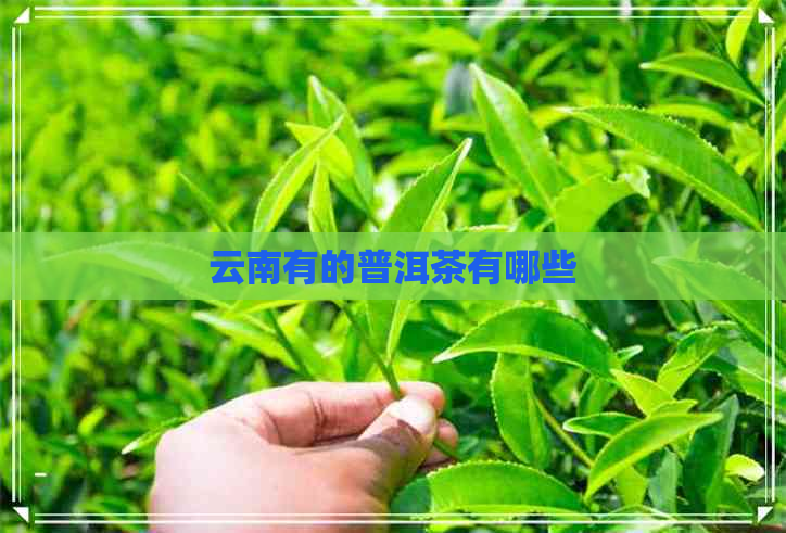 云南有的普洱茶有哪些