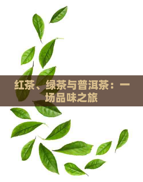 红茶、绿茶与普洱茶：一场品味之旅