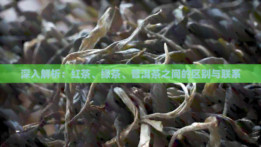 深入解析：红茶、绿茶、普洱茶之间的区别与联系