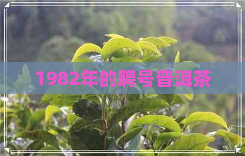 1982年的聘号普洱茶