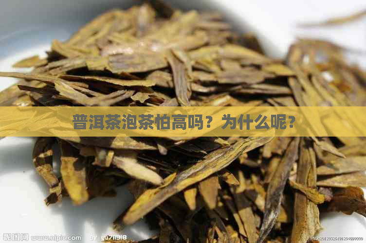 普洱茶泡茶怕高吗？为什么呢？