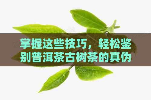 掌握这些技巧，轻松鉴别普洱茶古树茶的真伪