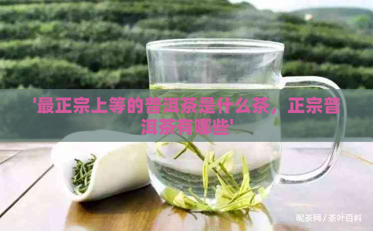 '最正宗上等的普洱茶是什么茶，正宗普洱茶有哪些'