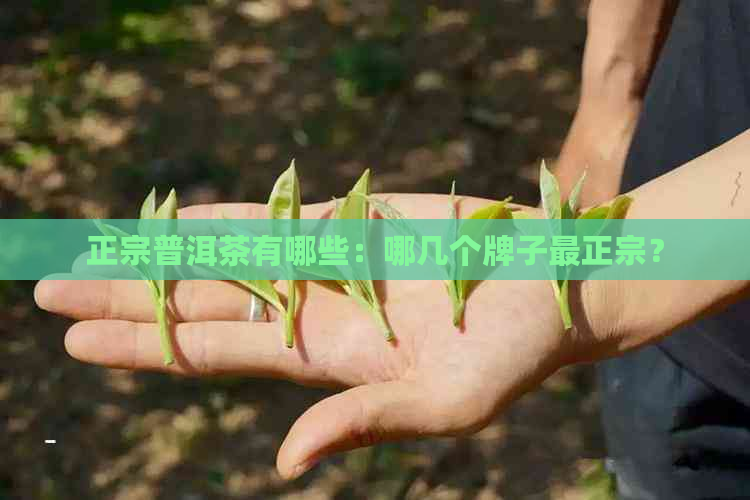 正宗普洱茶有哪些：哪几个牌子最正宗？