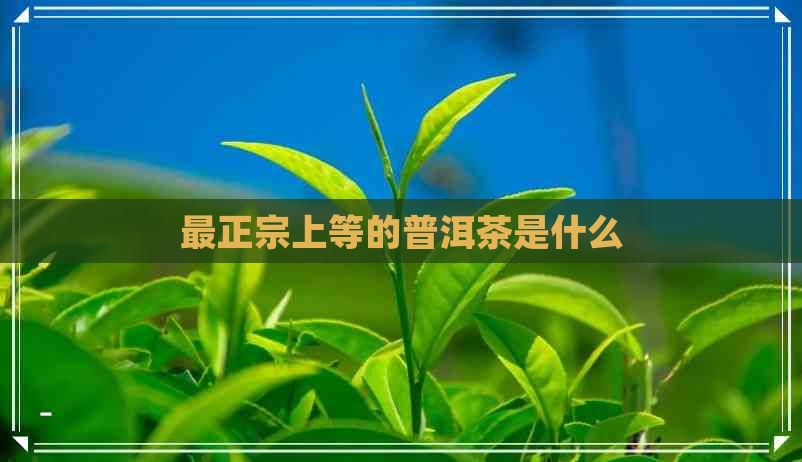 最正宗上等的普洱茶是什么