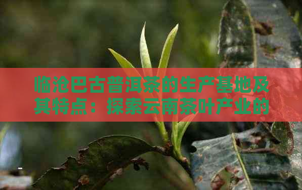 临沧巴古普洱茶的生产基地及其特点：探索云南茶叶产业的核心地带