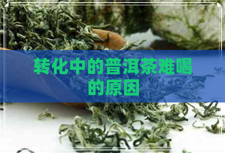 转化中的普洱茶难喝的原因