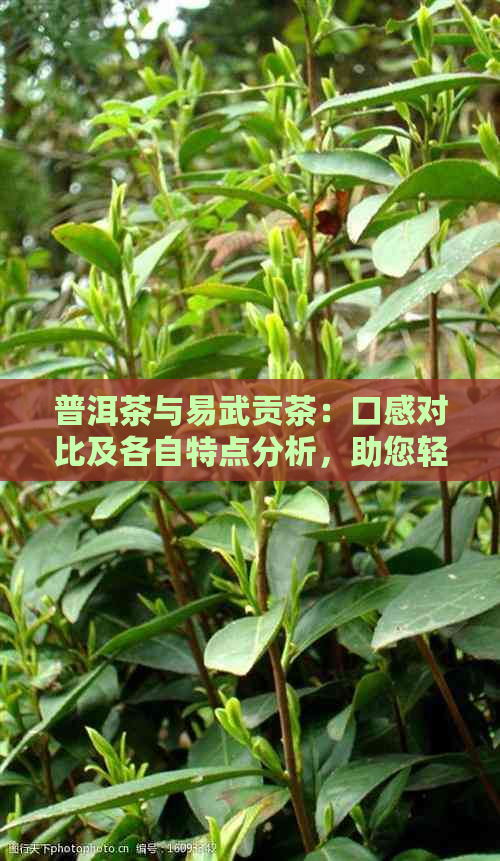 普洱茶与易武贡茶：口感对比及各自特点分析，助您轻松选择茶叶