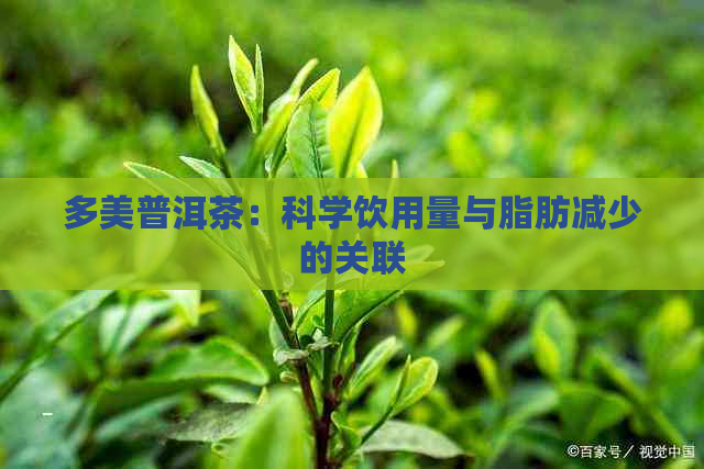 多美普洱茶：科学饮用量与脂肪减少的关联