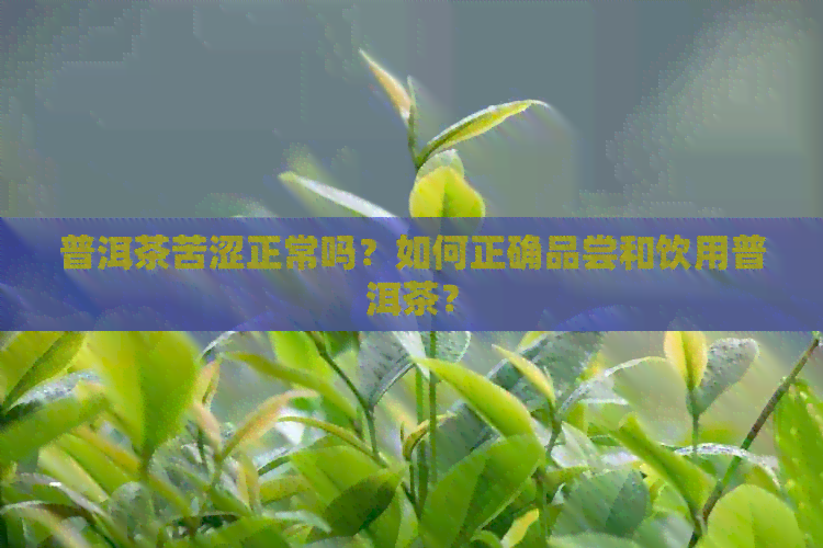 普洱茶苦涩正常吗？如何正确品尝和饮用普洱茶？