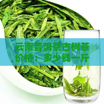 云南普洱茶古树茶价格：多少钱一斤？