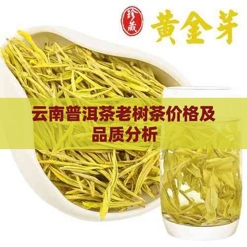 云南普洱茶老树茶价格及品质分析