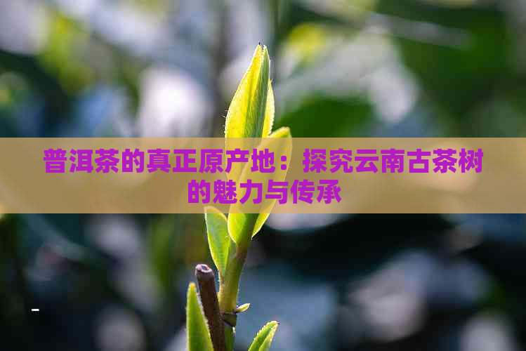 普洱茶的真正原产地：探究云南古茶树的魅力与传承