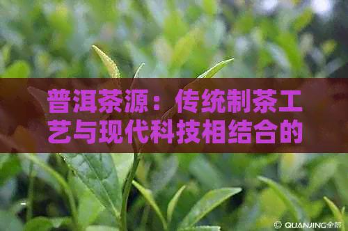 普洱茶源：传统制茶工艺与现代科技相结合的茶厂