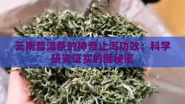 云南普洱茶的神奇止泻功效：科学研究证实的健秘密