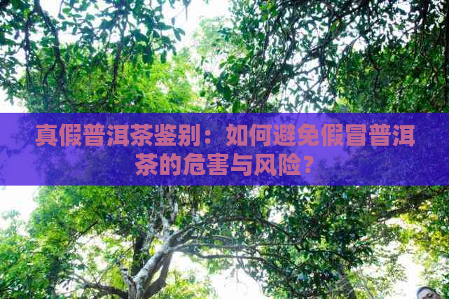 真假普洱茶鉴别：如何避免假冒普洱茶的危害与风险？