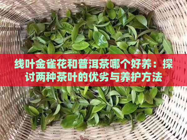 线叶金雀花和普洱茶哪个好养：探讨两种茶叶的优劣与养护方法